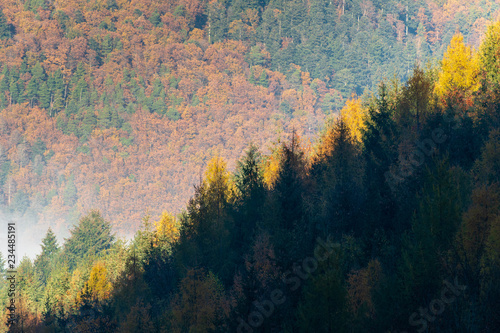 Cimes des arbres dans la forêt à l'automne, Alsace, France