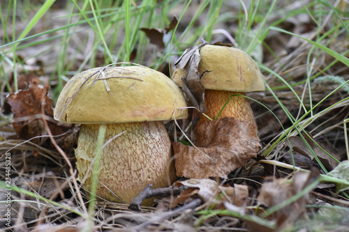 Two lurid bolete mushrooms in the forest