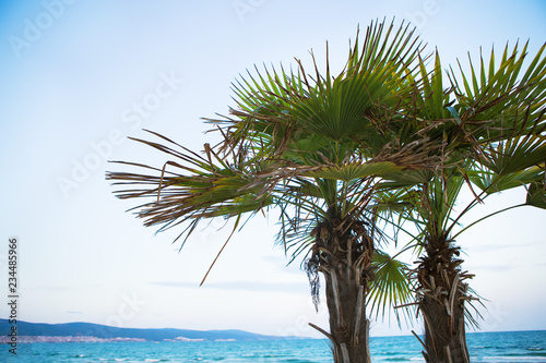 beautiful green palm tree on the beach near the sea.