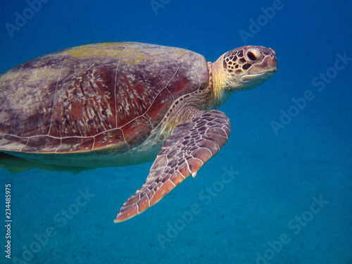 sea turtle