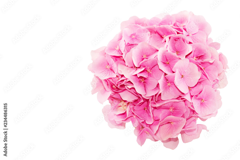 Top view of fresh hydrangea flower isolated on white background. Rose flowers and free space for text on the left.