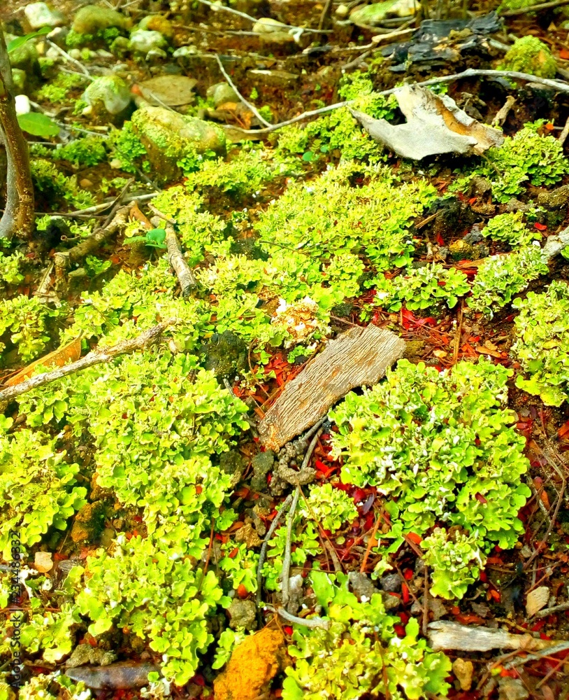 Moss on the ground