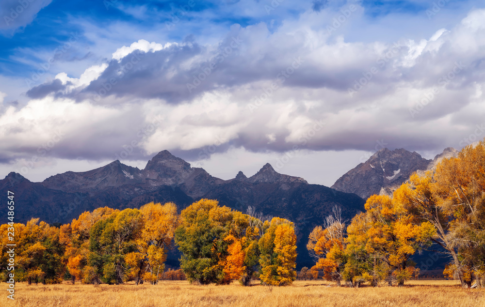 Trees in fall colors, Grand Teton National Park