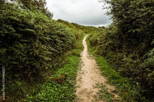 A sheltered footpath through the countryside, with hedgerows and bracken. 