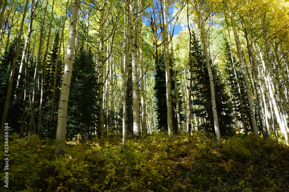 Obraz premium trees in the forest