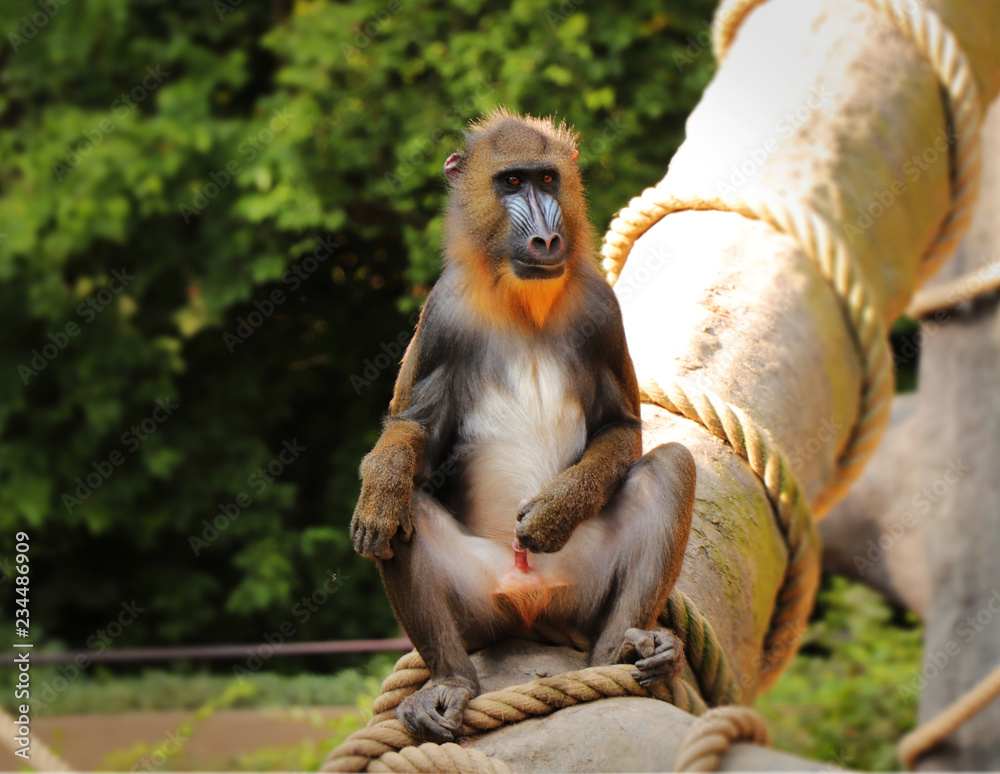 a-mandrillus-sphinx-sitting-on-the-trunk-and-showing-us-his-penis-a