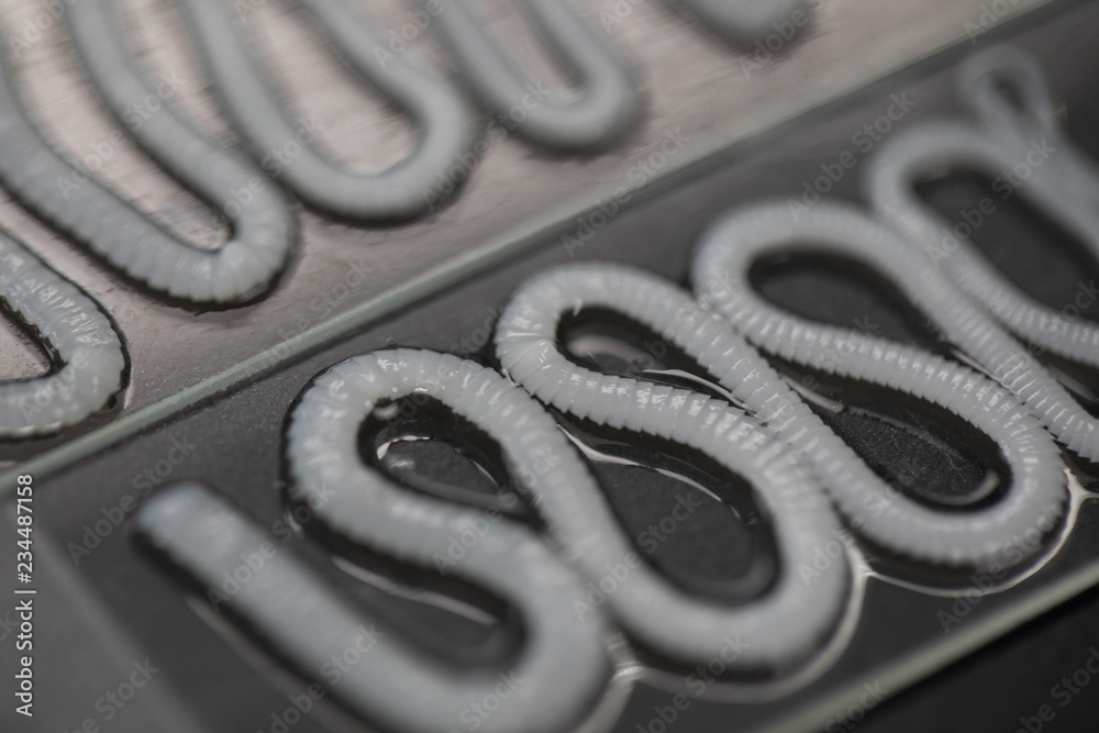 Tapeworm is a freshwater fish parasite under the microscope for