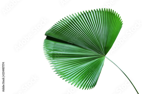 Exotic Tropical Palm Leaf Isolated on White Background