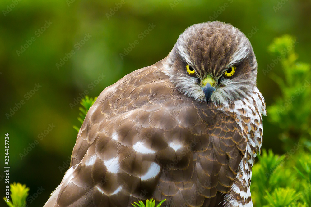 Fototapeta premium Buassardreihe