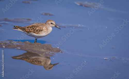 Sandpiper, Scolopacidae, a small shorebird, forages in reflective blue water