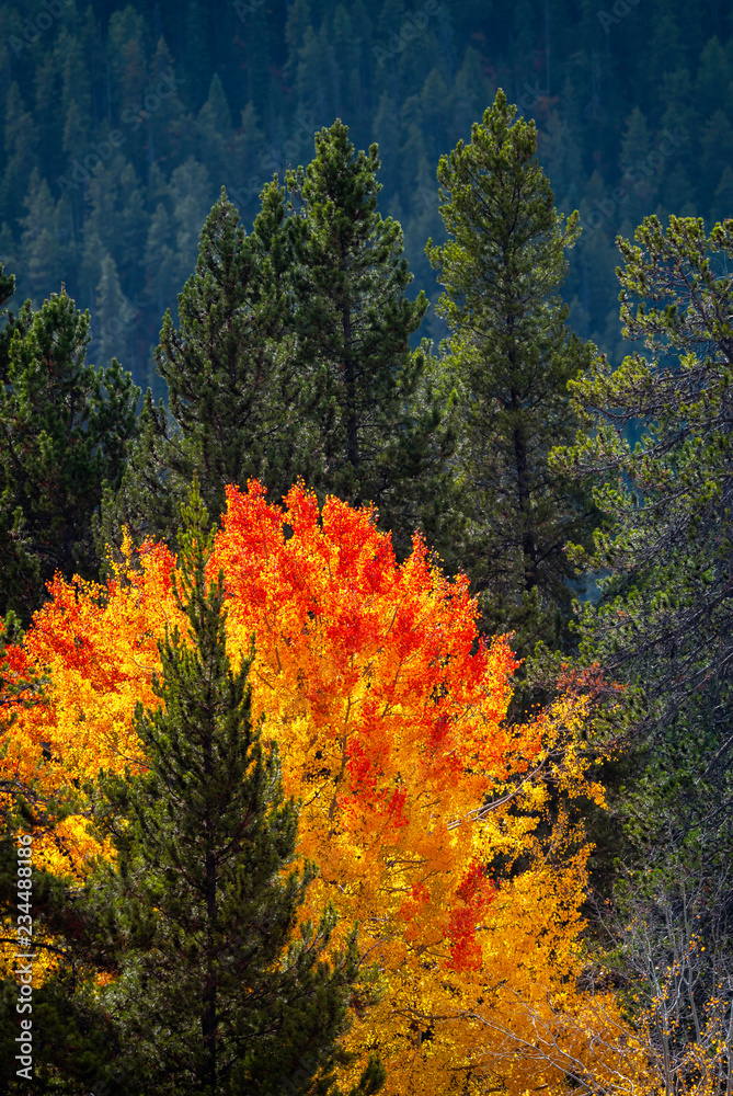Fototapeta premium Trees in fall colors, Grand Teton National Park
