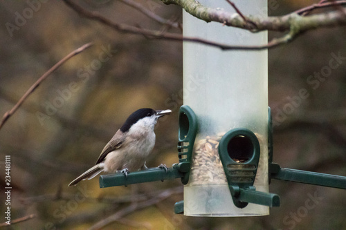 Sumpfmeise mit Vogelfutter im Schnabel an Futterstelle photo