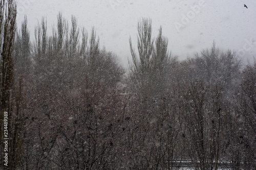 Winter landscape - snow storm, snow covered trees and black birds © Wingedbull