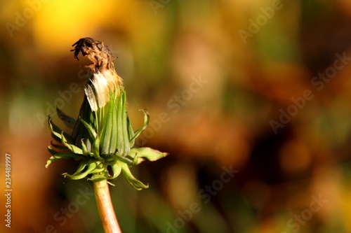 Fototapeta Naklejka Na Ścianę i Meble -  withered dandelion in autumn 