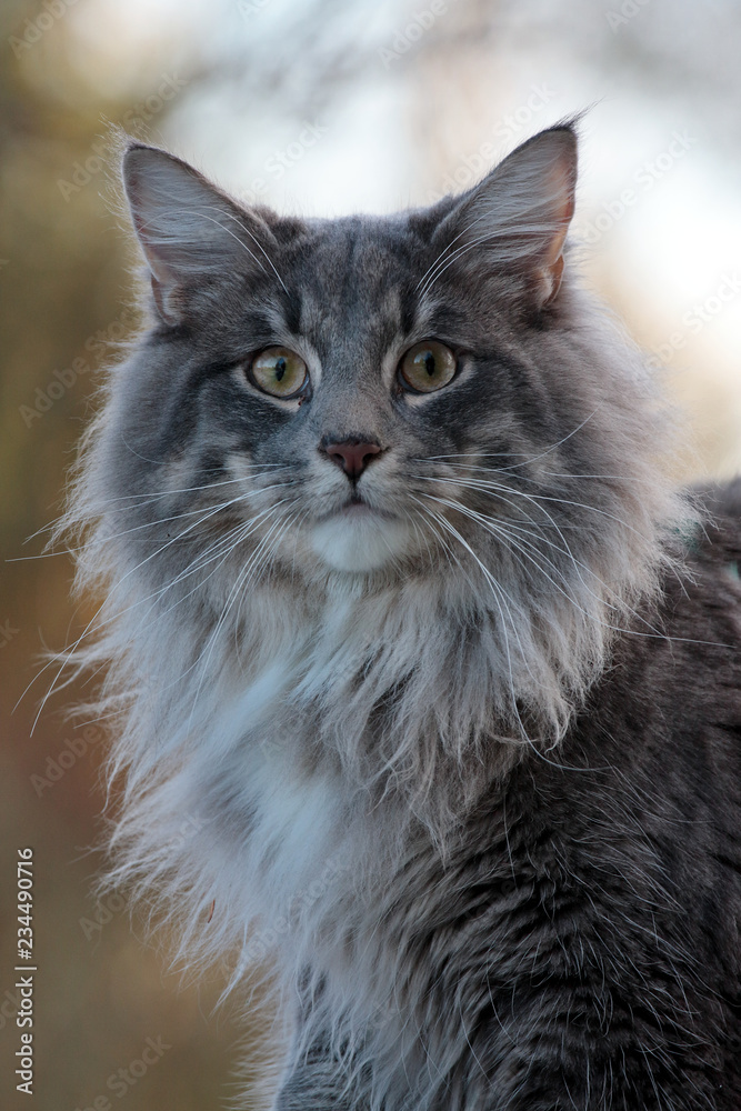 Furious norwegian forest cat male staring at the photographer