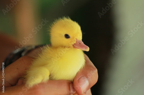 Duck in my hand
