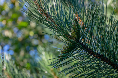 Young cones on a Pinus nigra  austrian pine or black pine. Beautiful long needles and bokeh. Nature concept for design. Place for your text