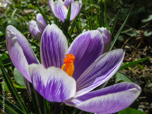 Сlose up of large purple King of Striped Crocus on a sunny spring day. Nature concept for design