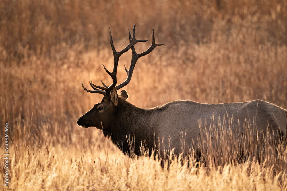 Elk in Yellowstone National Park Elk in Yellowstone National Park