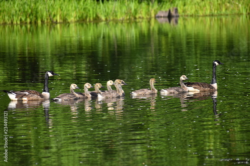 Goslings