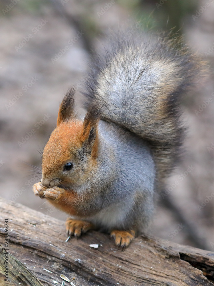 European red squirrel