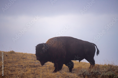 Bison on the range, Hayden Valley, Yellowstone National Park