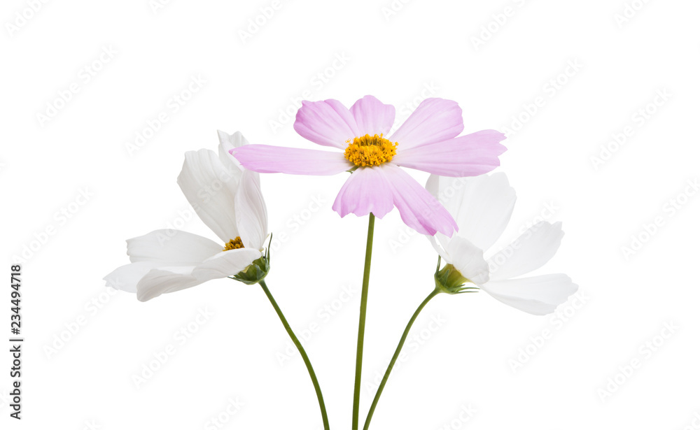 Obraz premium kosmeya flower isolated