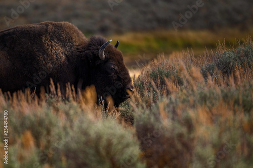 Bison on the range, Hayden Valley, Yellowstone National Park photo