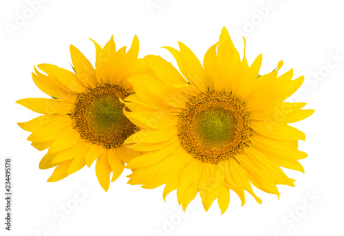 Fototapeta Naklejka Na Ścianę i Meble -  sunflower flower isolated
