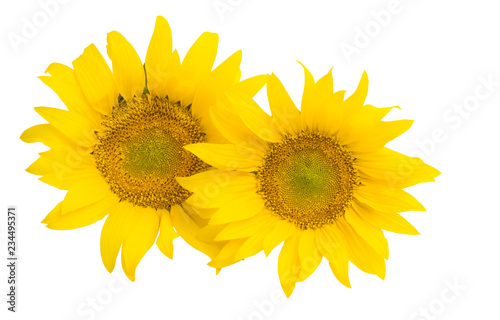 Fototapeta Naklejka Na Ścianę i Meble -  sunflower flower isolated