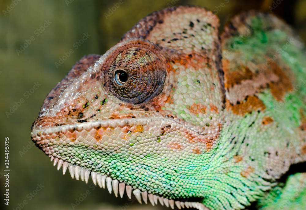 Fototapeta premium head of an adult large color chameleon close up