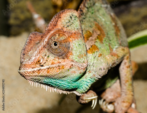 adult large color chameleon closeup