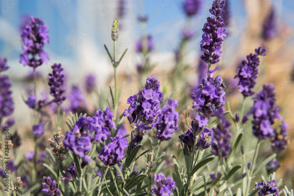 Obraz premium Lavendel