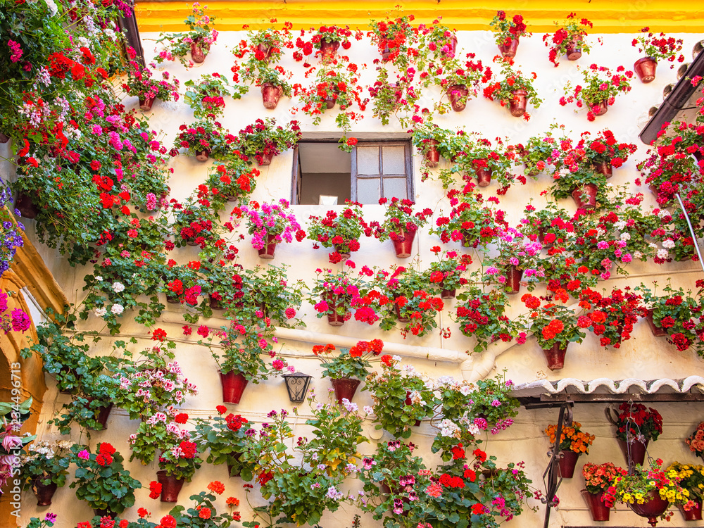Fototapeta premium Nice patio full of flowers in Cordoba, Spain
