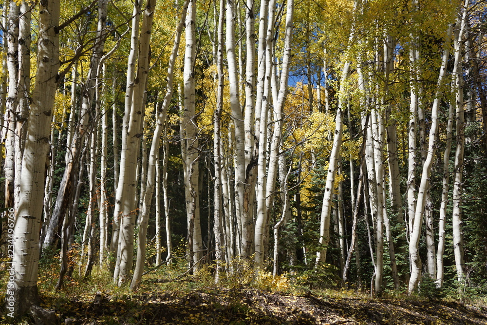 Fototapeta premium trees in the forest