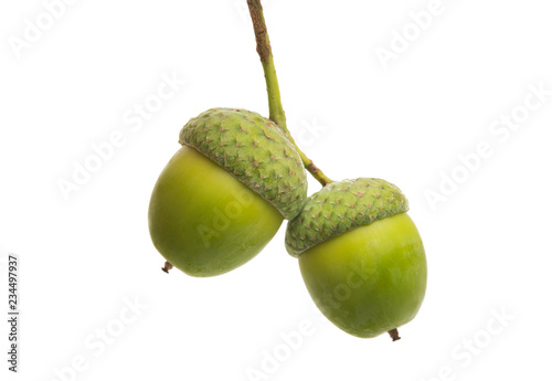 green acorn isolated