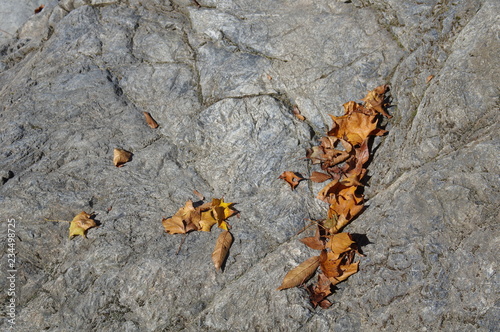 岩の上の落ち葉
