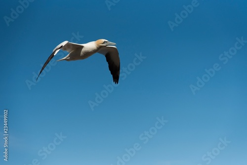 Gannet seagull flying in the blue sky - fou de bassan photo