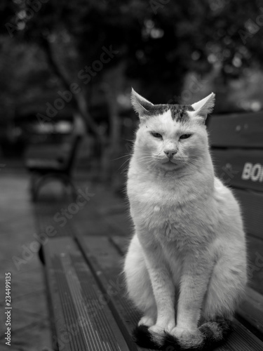 The cat on a park bench
