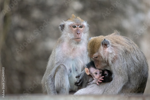 Exotic asian animals. Cute monkeys family. © somchaichoosiri