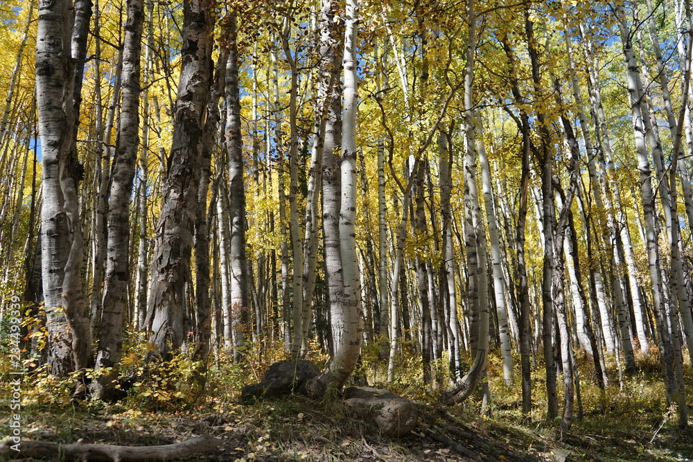 Obraz premium forest in autumn