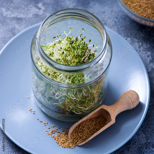 Micro greens sprouts in a glass, alfa alfa seeds, vitamin and energy diet, vegan raw healthy food