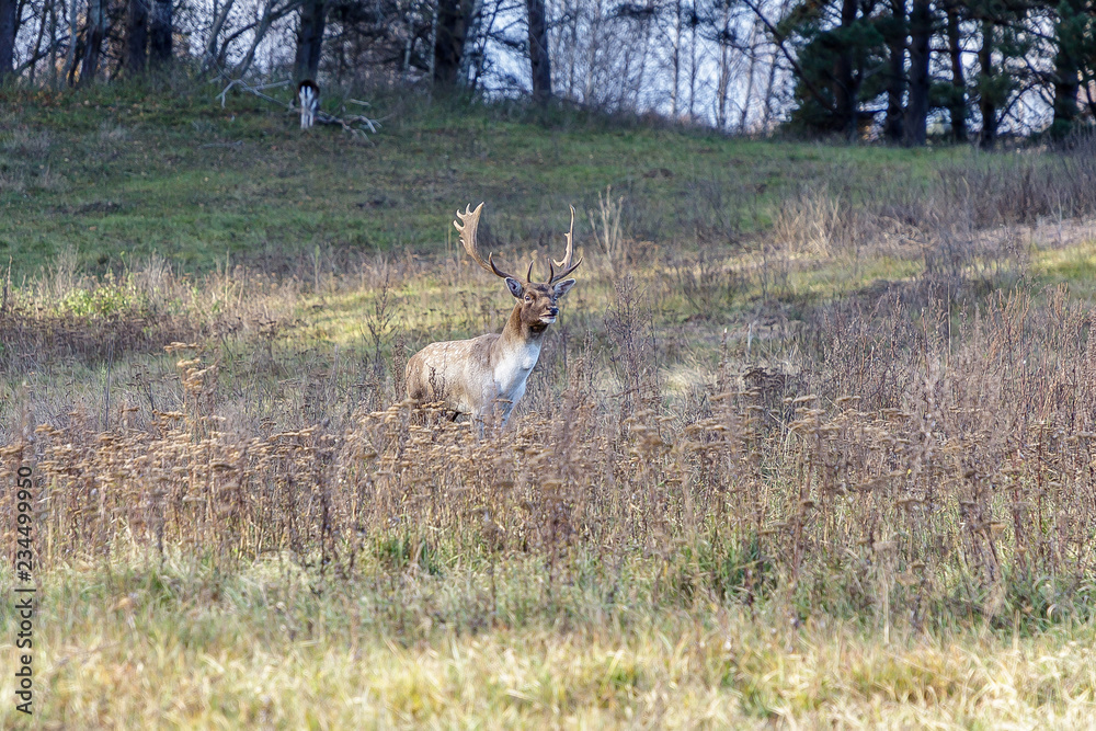 beautiful doe grazing in a green meadow beautiful doe grazing in a green meadow
