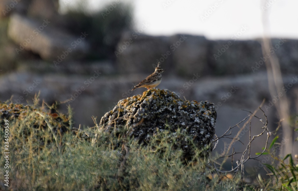 Obraz premium Cyprus spring forest 