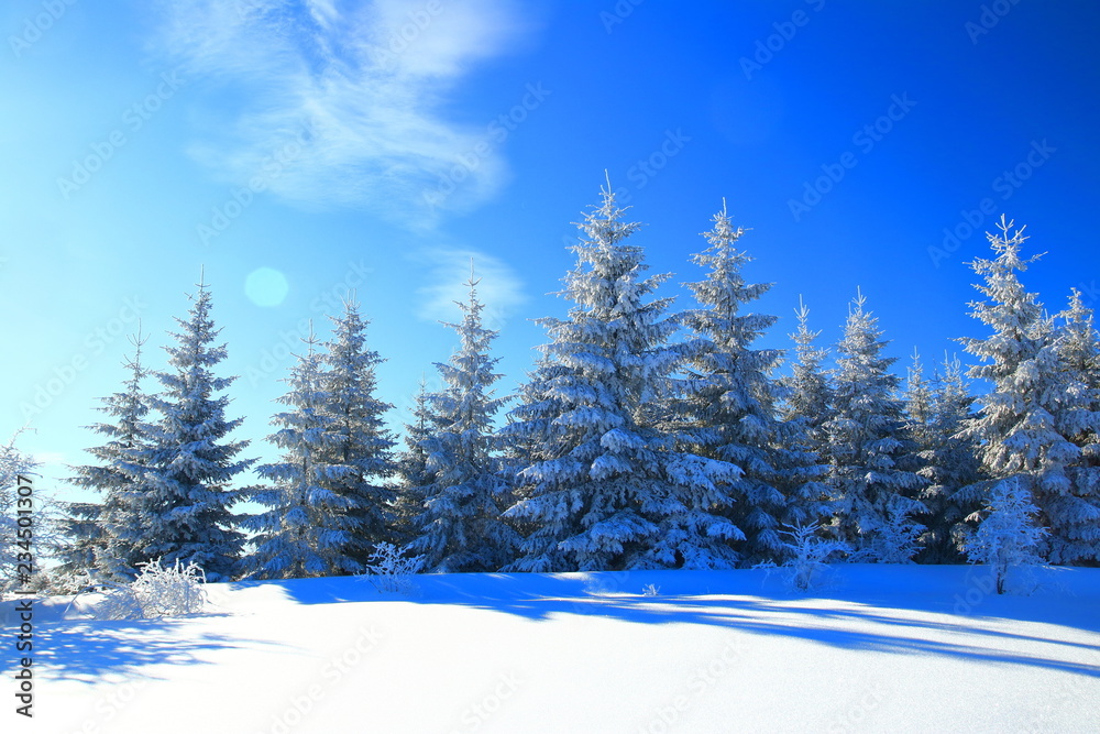 Winter landscape, spruce forest covered with snow