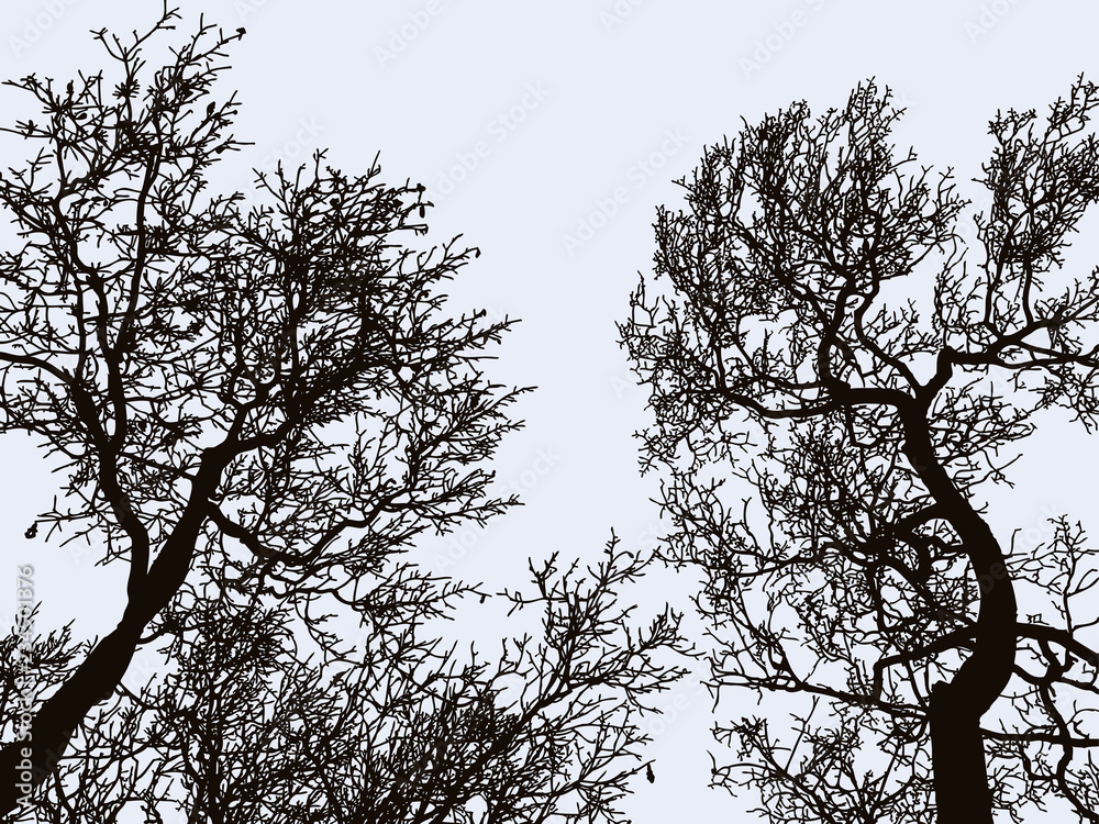 Vector image of silhouettes of deciduous trees in winter Vector image of silhouettes of deciduous trees in winter