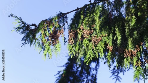 Forest trees and landscapes