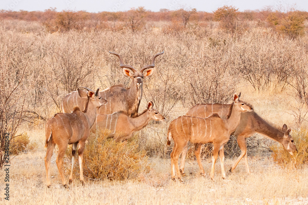 Naklejka premium Kudu-Herde