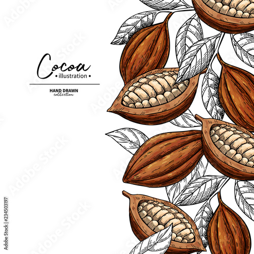 Cocoa frame. Vector superfood drawing template. Fruit, leaf and bean engraving. Organic healthy food sketch.