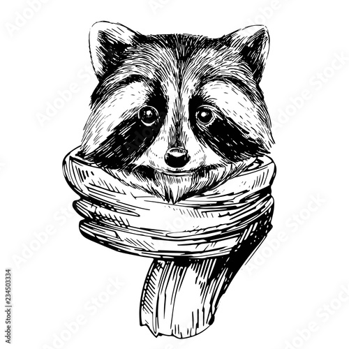 Sketch of racoon with scarf. Hand drawn illustration converted to vector